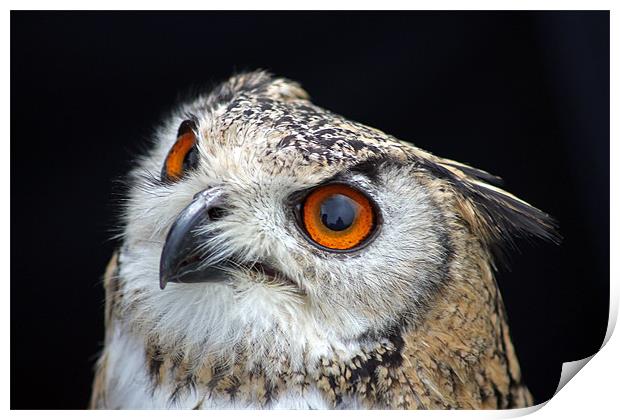 European Eagle Owl Print by Tony Murtagh