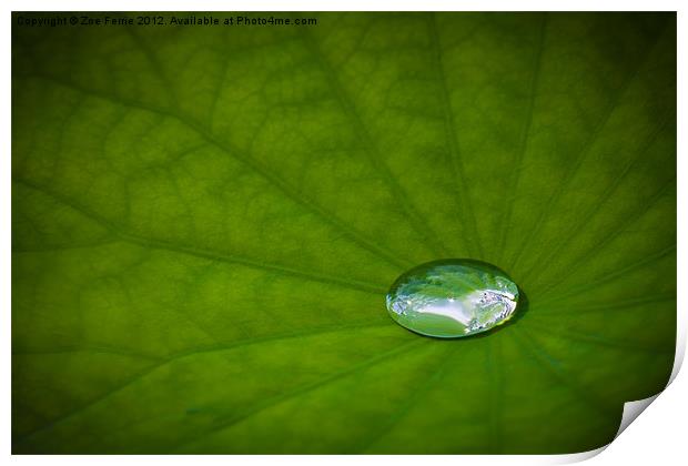 Water Drop on a Leaf Print by Zoe Ferrie