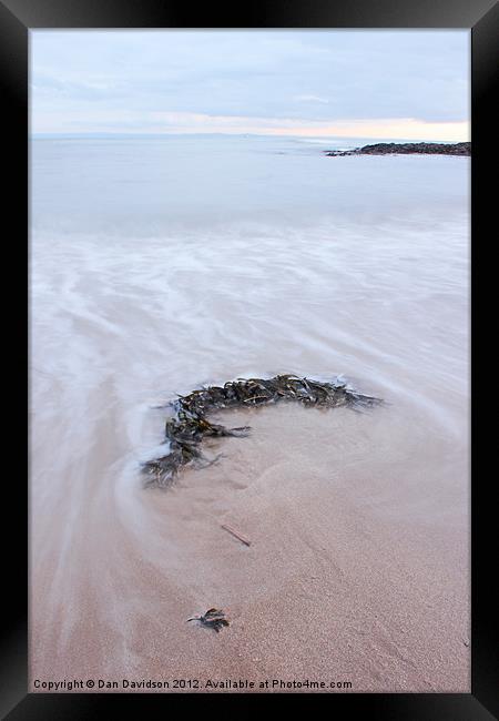 Seaweed at Bracelet Bay Framed Print by Dan Davidson