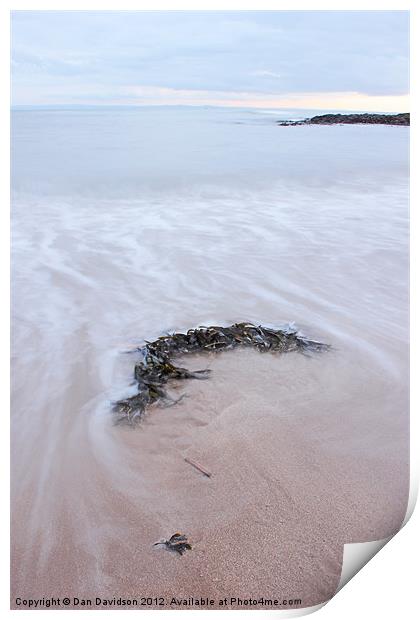 Seaweed at Bracelet Bay Print by Dan Davidson