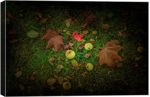 Apples and Leaves Canvas Print by kevin wise
