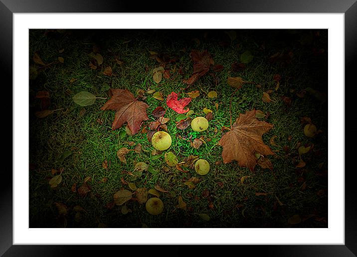 Apples and Leaves Framed Mounted Print by kevin wise