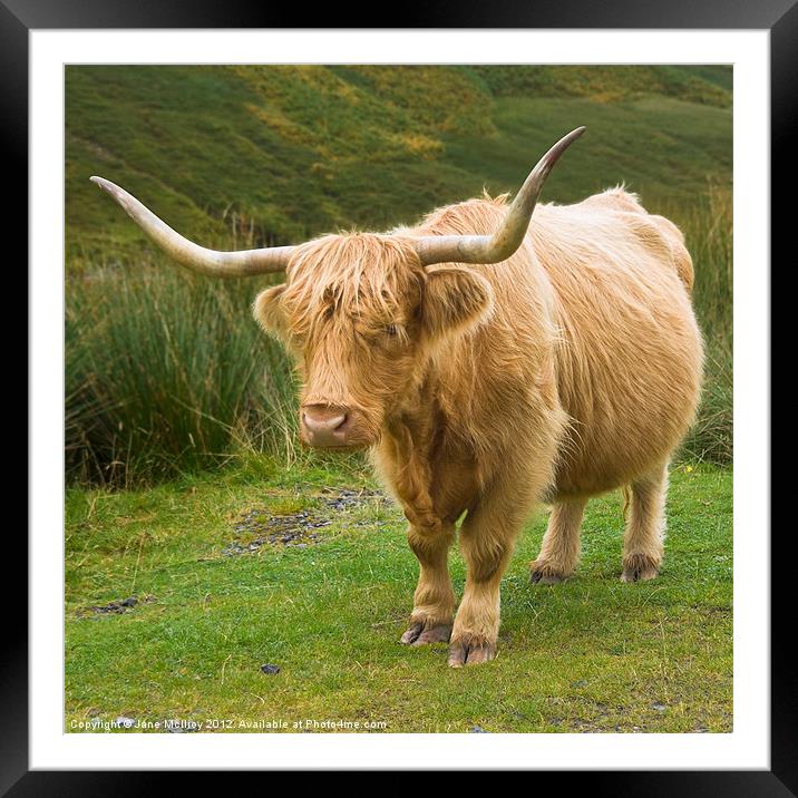 Highland Cow, Glen Lyon, Scotland Framed Mounted Print by Jane McIlroy