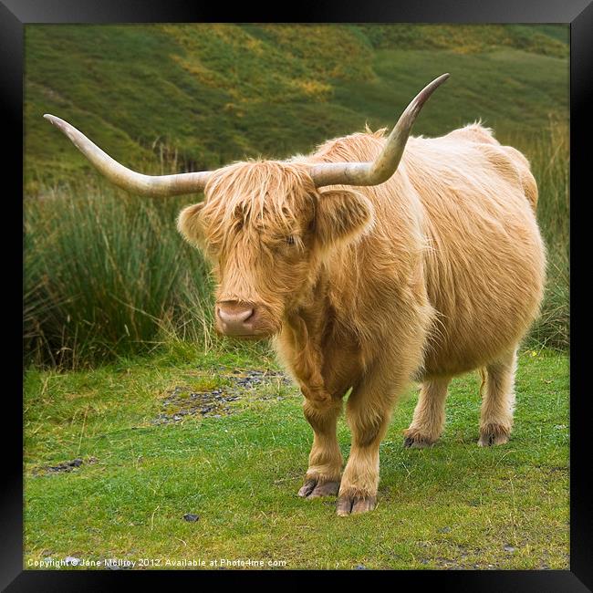 Highland Cow, Glen Lyon, Scotland Framed Print by Jane McIlroy