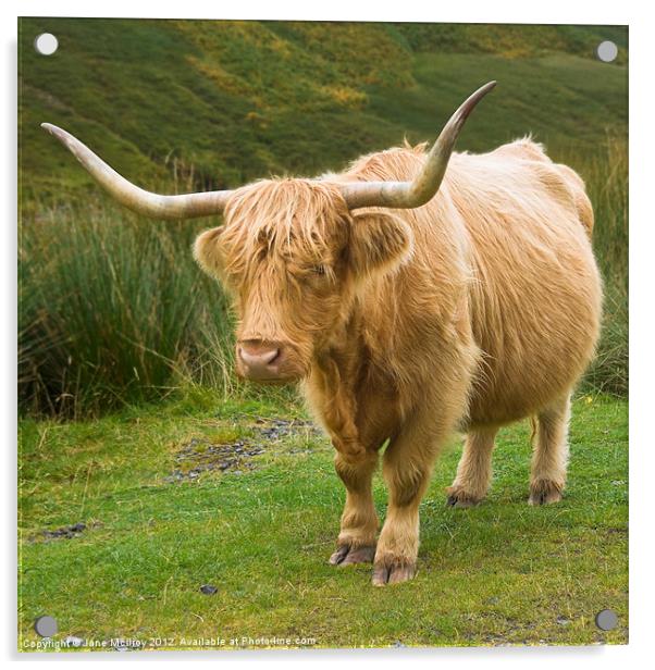 Highland Cow, Glen Lyon, Scotland Acrylic by Jane McIlroy