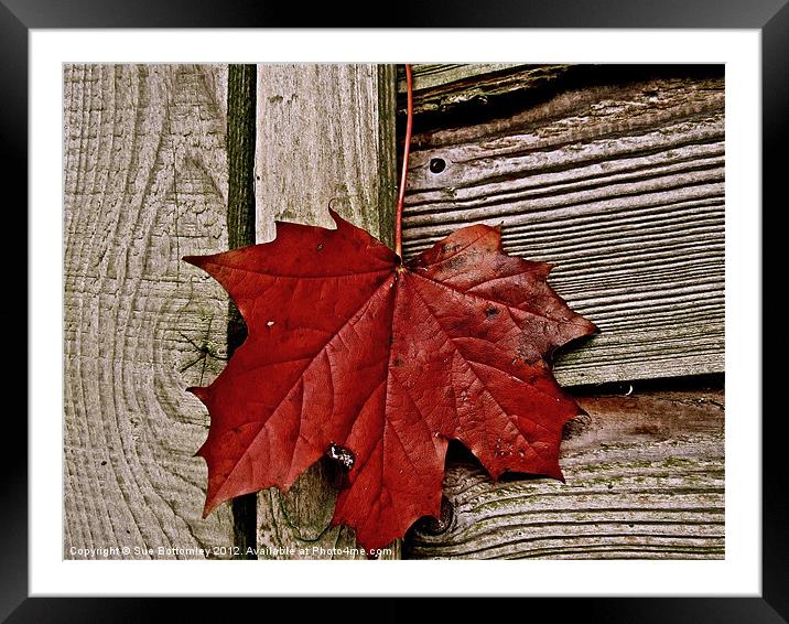 Autumn leaf just hanging around Framed Mounted Print by Sue Bottomley
