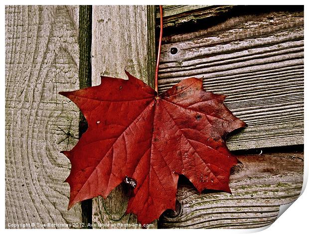 Autumn leaf just hanging around Print by Sue Bottomley