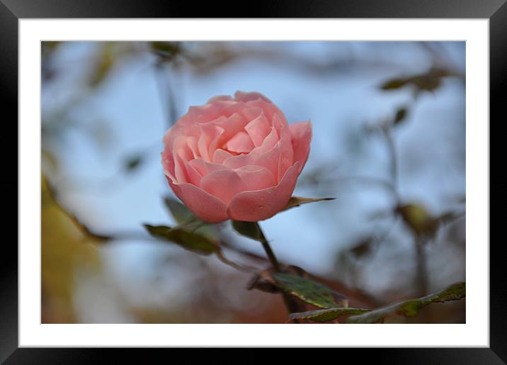 pink rose Framed Mounted Print by sue davies