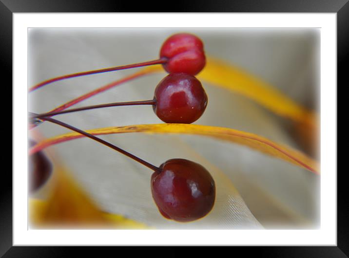 berries Framed Mounted Print by sue davies