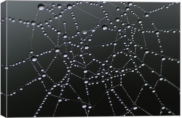 Morning Dew On Cobweb Canvas Print by lee drage