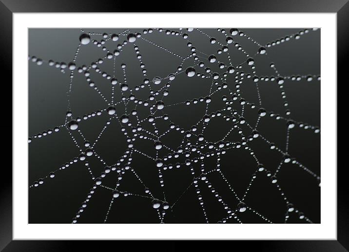Morning Dew On Cobweb Framed Mounted Print by lee drage