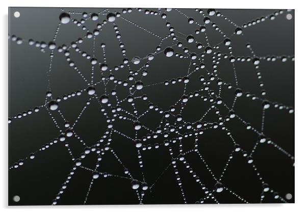Morning Dew On Cobweb Acrylic by lee drage