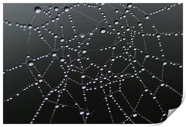 Morning Dew On Cobweb Print by lee drage