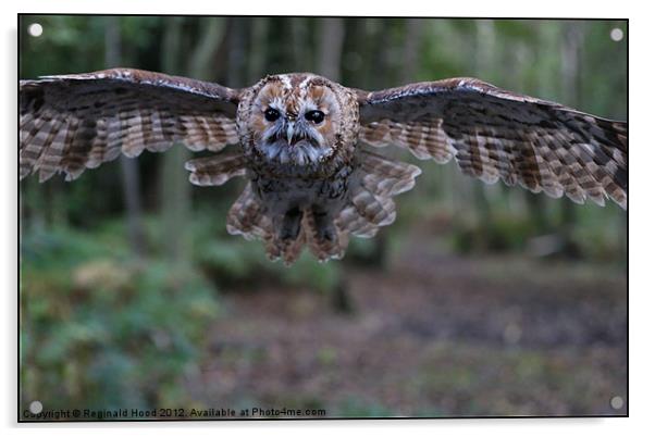 Tawny Owl Acrylic by Reginald Hood