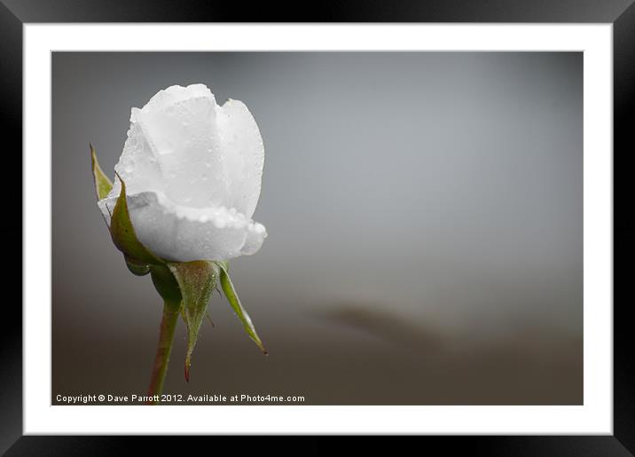 Ice White Rose - Purity Framed Mounted Print by Daves Photography