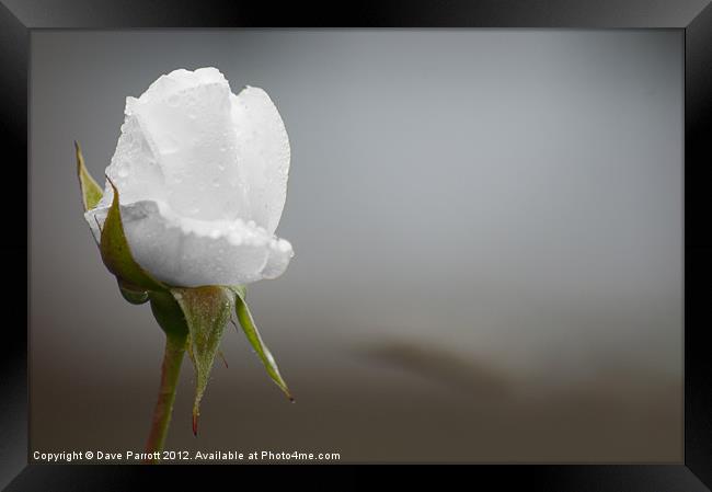 Ice White Rose - Purity Framed Print by Daves Photography