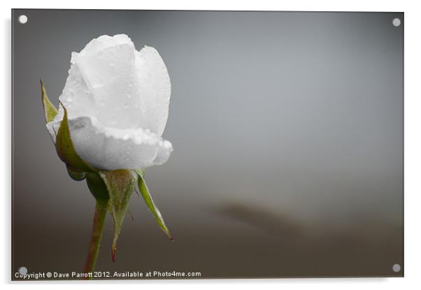 Ice White Rose - Purity Acrylic by Daves Photography
