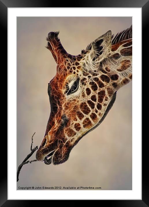 Giraffa camelopardalis Framed Mounted Print by John Edwards