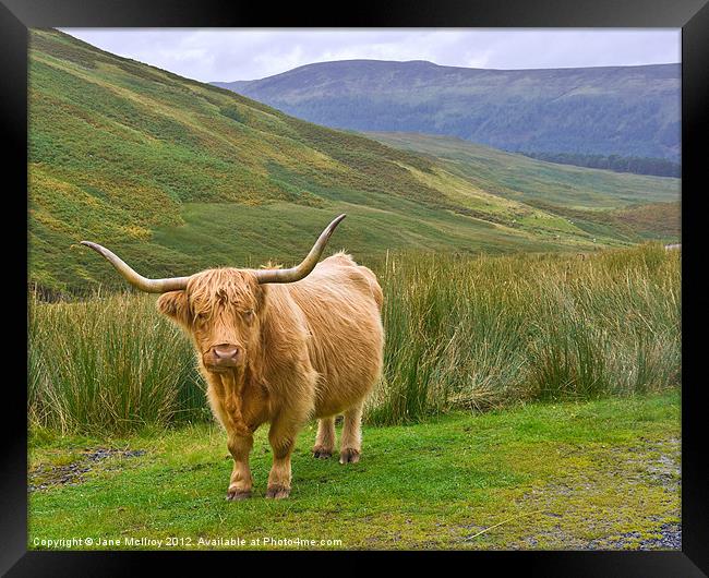 Highland Cow, Glen Lyon, Scotland Framed Print by Jane McIlroy