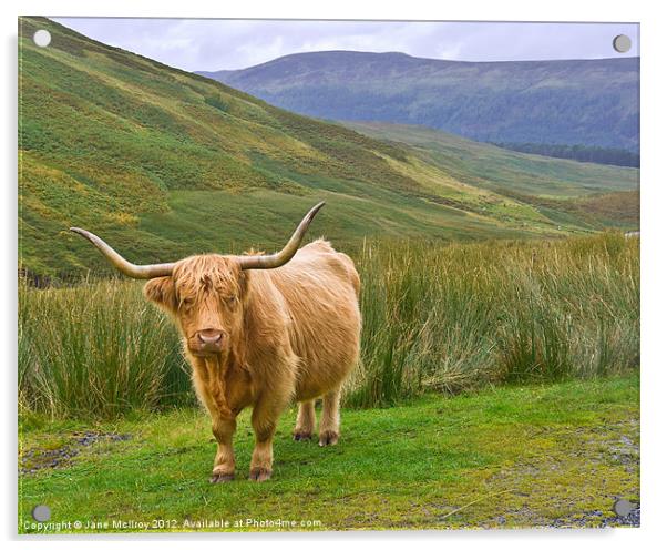 Highland Cow, Glen Lyon, Scotland Acrylic by Jane McIlroy