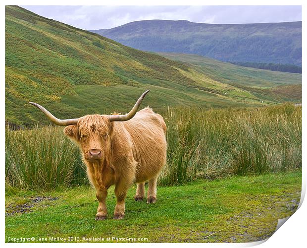 Highland Cow, Glen Lyon, Scotland Print by Jane McIlroy