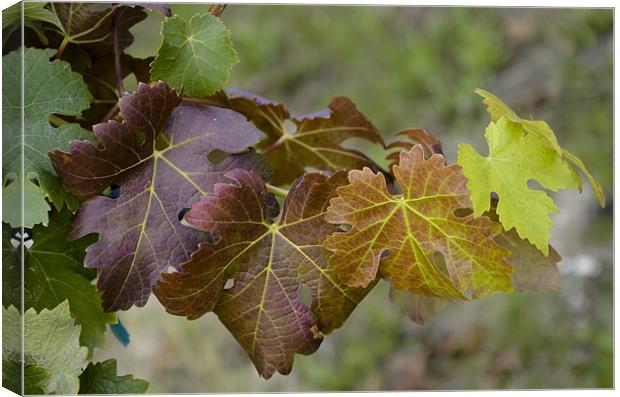 Vine leaves nuance Canvas Print by Michelle PREVOT