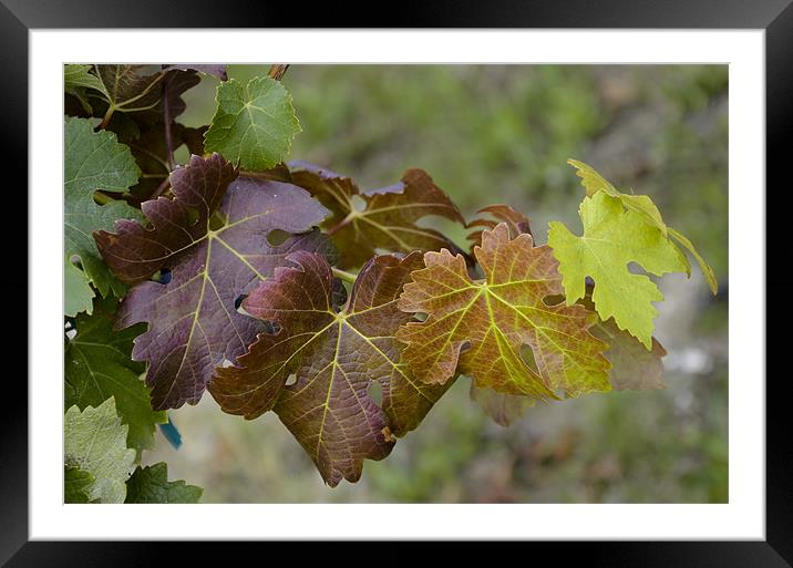 Vine leaves nuance Framed Mounted Print by Michelle PREVOT