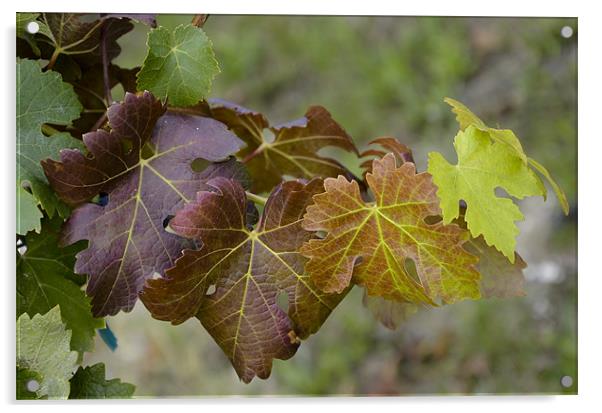 Vine leaves nuance Acrylic by Michelle PREVOT