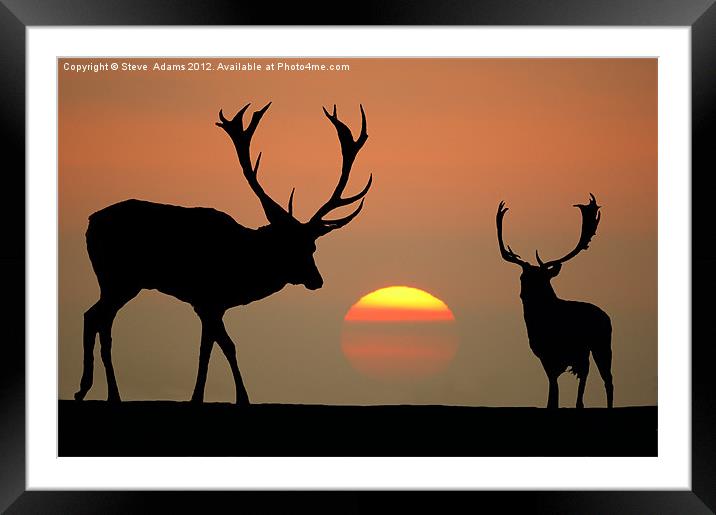 Sunset Stags Framed Mounted Print by Steve Adams