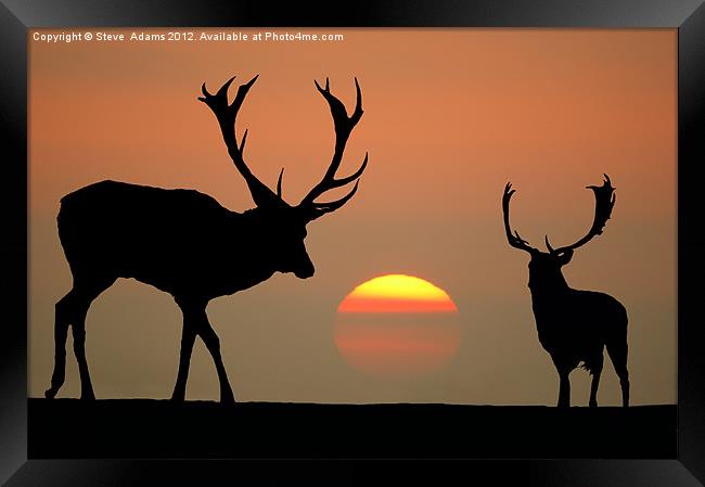 Sunset Stags Framed Print by Steve Adams