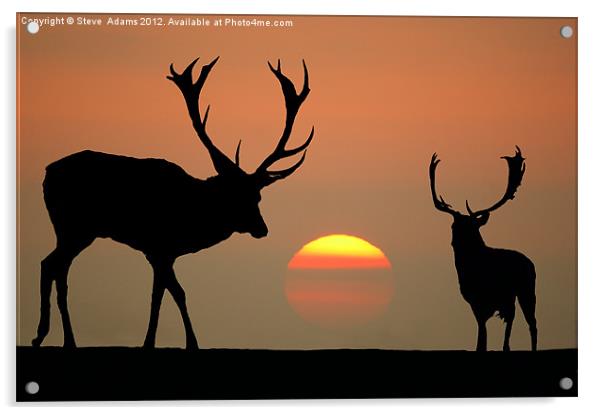 Sunset Stags Acrylic by Steve Adams