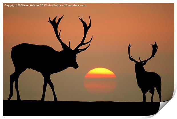 Sunset Stags Print by Steve Adams