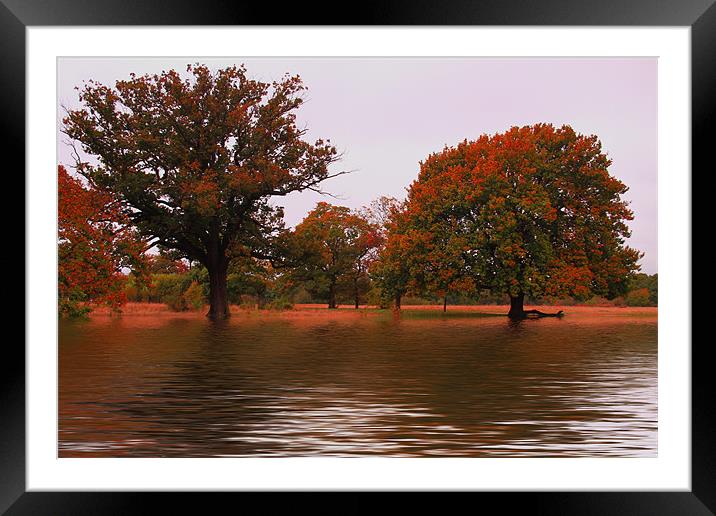 Autumn leafs Framed Mounted Print by David French