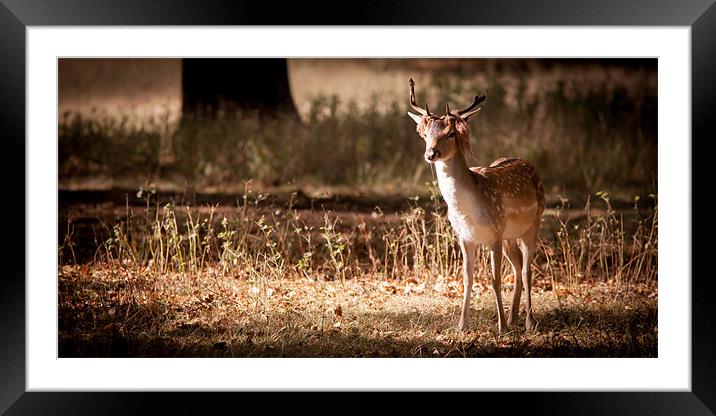 Fallow Deer Framed Mounted Print by Simon Wrigglesworth