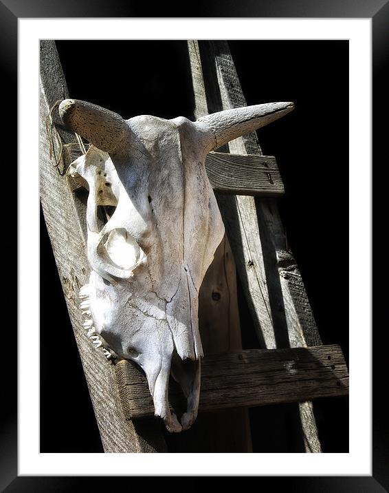 Skull Framed Mounted Print by Mary Lane