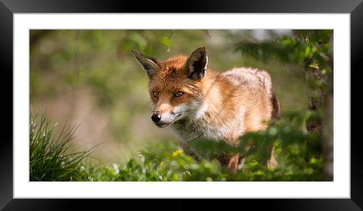 Fox Framed Mounted Print by Simon Wrigglesworth