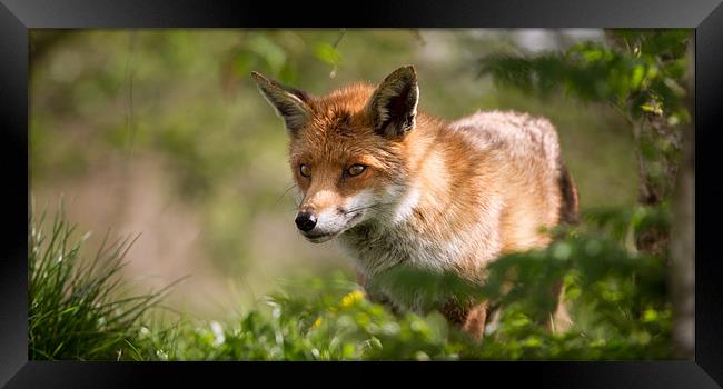 Fox Framed Print by Simon Wrigglesworth