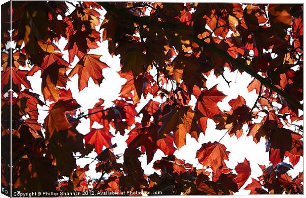 Red Autum Leaves Canvas Print by Phillip Shannon