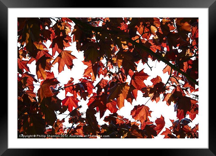 Red Autum Leaves Framed Mounted Print by Phillip Shannon