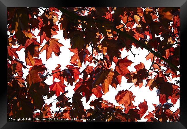 Red Autum Leaves Framed Print by Phillip Shannon