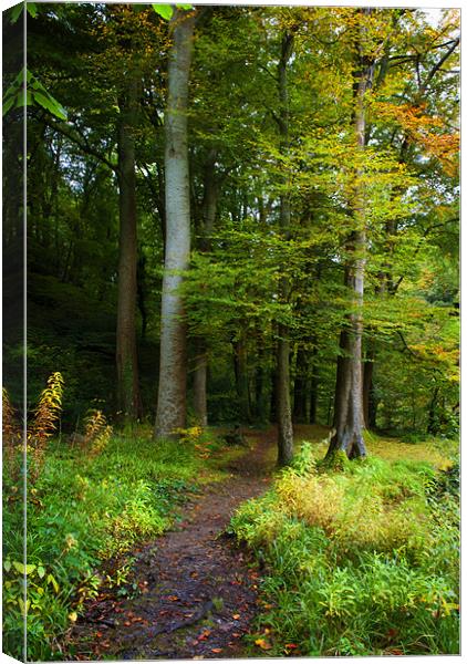 Woodland Path Canvas Print by Dave Wilkinson North Devon Ph