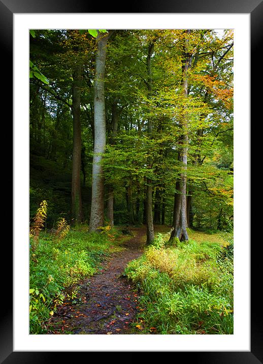 Woodland Path Framed Mounted Print by Dave Wilkinson North Devon Ph
