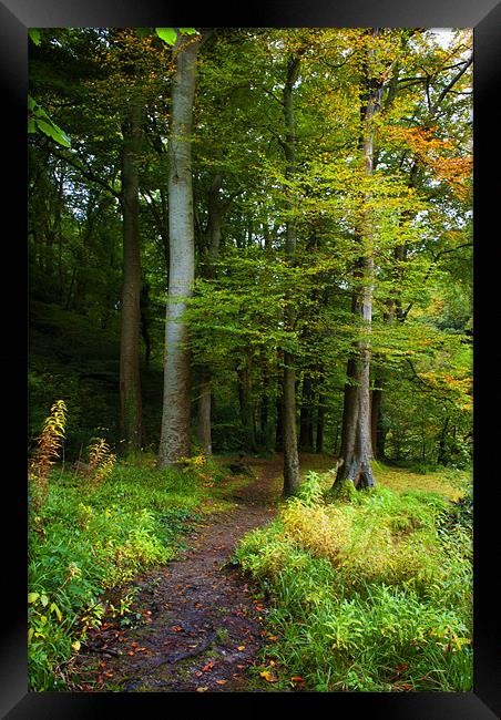 Woodland Path Framed Print by Dave Wilkinson North Devon Ph