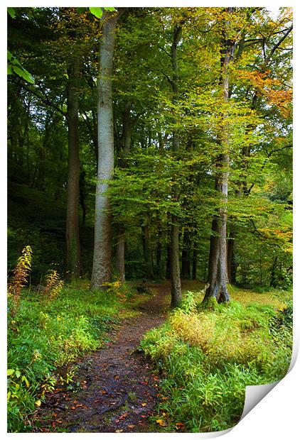 Woodland Path Print by Dave Wilkinson North Devon Ph