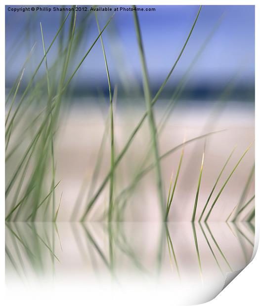 abstract beach grass sky 02 with reflection Print by Phillip Shannon