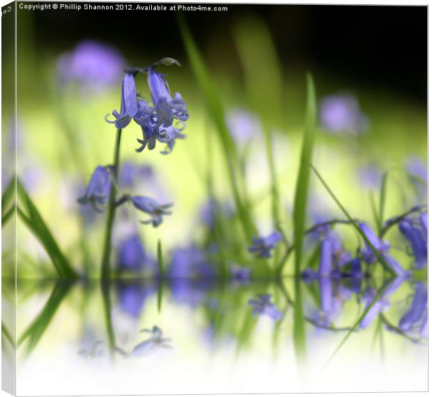 Bluebell in Wood with reflection Canvas Print by Phillip Shannon