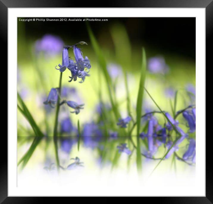 Bluebell in Wood with reflection Framed Mounted Print by Phillip Shannon