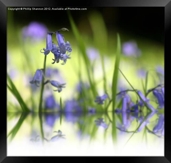 Bluebell in Wood with reflection Framed Print by Phillip Shannon