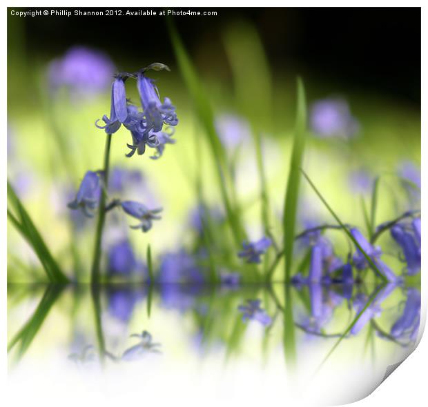 Bluebell in Wood with reflection Print by Phillip Shannon