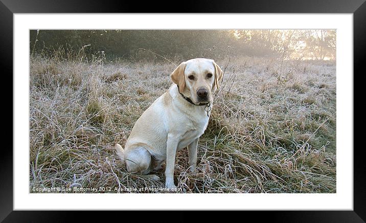 Frosty chilly cold morning Framed Mounted Print by Sue Bottomley